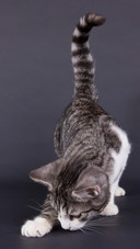A sniffing cat