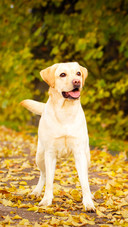 Dog (4)