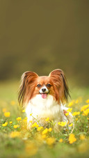 Dog portrait in the forest between flowers