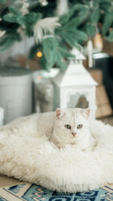 白色猫咪背后的秘密