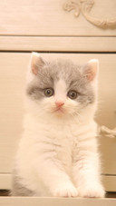 Cat (5)