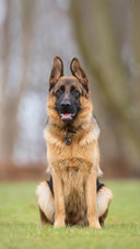 Dog190