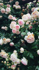 Austen Rose Bushes