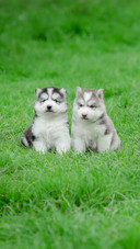 Cute Puppies Siberian Husky Sitting on Grass