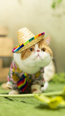 最“黏人”的猫咪