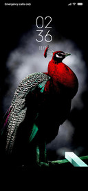 Red Peacock_DWM3