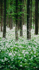 The Forest is Full of Small White Flowers