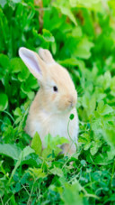 Rabbit