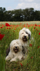 A portrait of a dog on the grass