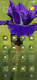 Iris