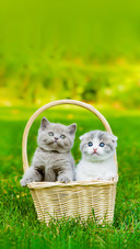Two Kittens in Basket on Green Grass