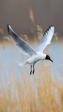 A Bird Flies Over The Grass