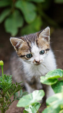 Pet cat76