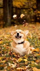 A Smiling Corgi Dog Sitting on The Ground