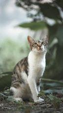 Cute Cat Sitting on The Ground in The Forest