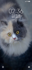 可爱呆萌猫咪