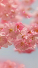 春风十里