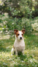 Dog201