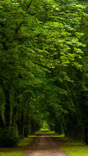 Green eye protection wallpaper