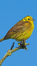 The watchful yellow bunting