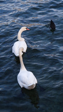 Swans in lake zurich