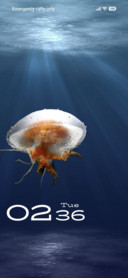 Jellyfish