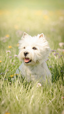 Dog (3)