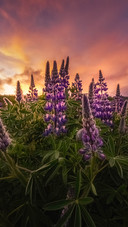 Icelands lupine flowers