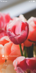 LILY_DWM19