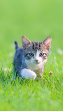 A Little Striped Kitten Hiding in The Grass