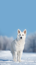 White Shepherd Dog Standing Outdoors in the Snow