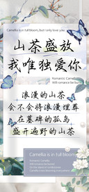 山茶盛放我唯独爱你