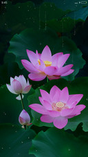 唯美荷花
