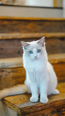 Cat (2)