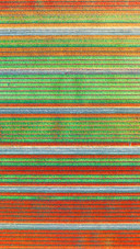 Aerial view of tulip fields in Denmark