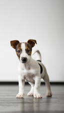 Dog301