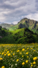 Summer in the swiss flower sea