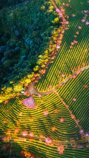 The warm sun in the cherry blossom valley