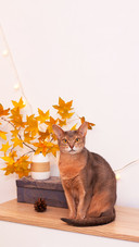 Cat Home in White Room with Blank Wall