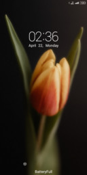 Tulip