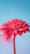 Beautiful flower-05