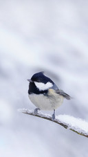 Winter Scene with a Cute Coal Tit
