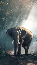 India-elephant