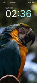 Rainbow Plumage