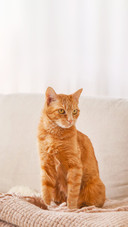 A Red Cat Sitting on A Light Couch