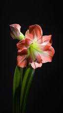 Beauty to the jing is colourful flowers and plants