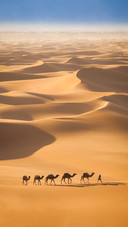 Man Leading a Team of Camels Through The Desert