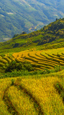 The golden romance in the rice fields