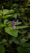 purple flower