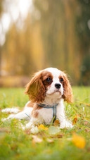 Cavalier king charles puppy in autumn park